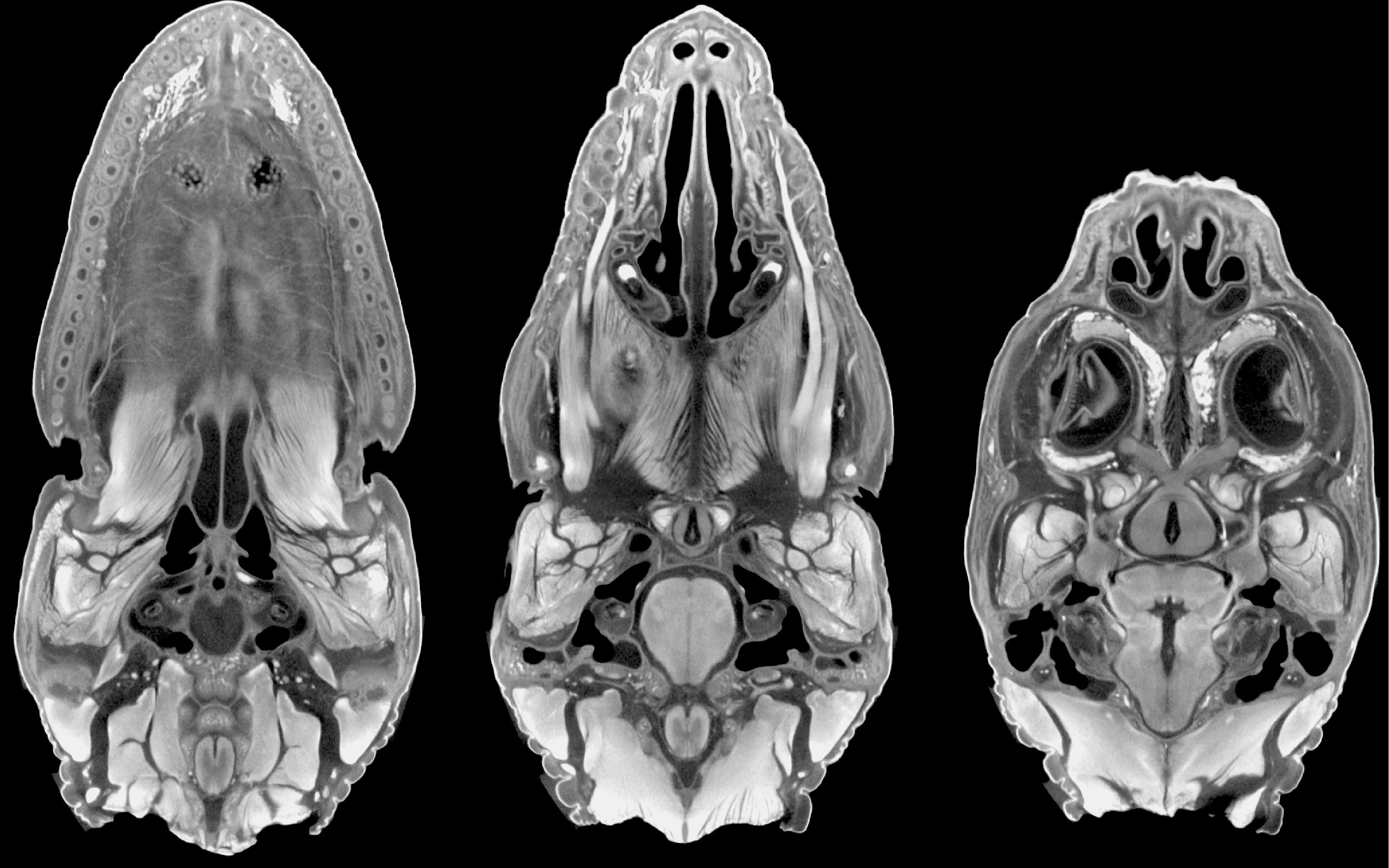#caption6 Researchers Set Up, Test New MicroCT Imaging System