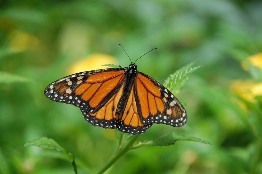 photo of monarch butterfly